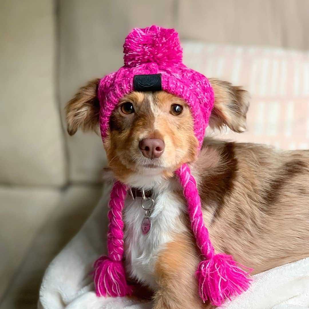 Winter-Ready Windproof Pet Hats for Cats and Dogs