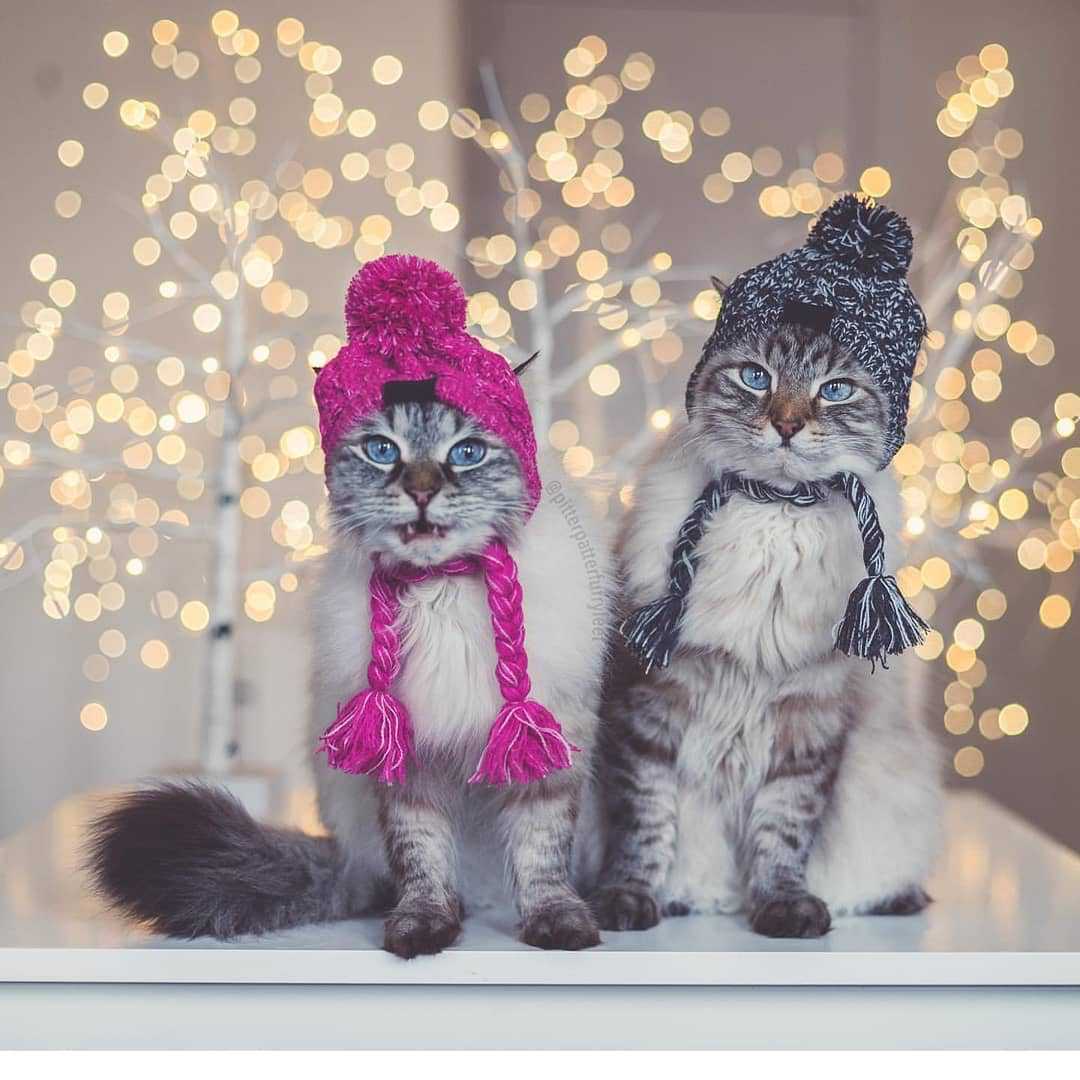 Winter-Ready Windproof Pet Hats for Cats and Dogs